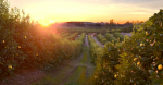 Lemon’s Orchard
