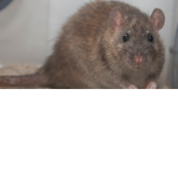 Rat fight  (Update!!!)