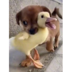 AUHZQ!