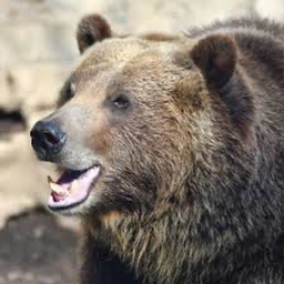 obby but you are a tree climbing bear [Soon]