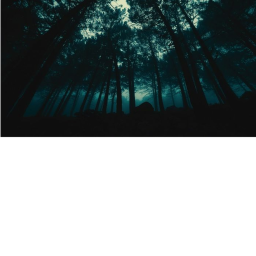 Forest.
