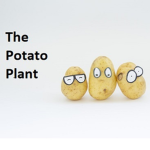 The Potato Plant