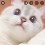 Totallykitty’s