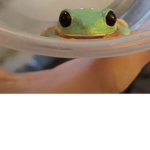 *=A N I M E=*
