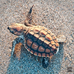 Official group for Turtle fans