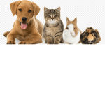 PETS ARE GOOD
