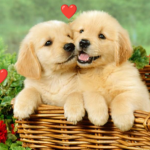 X u u loves men
