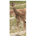 What’s your favourite animal