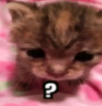 cat contributes :33