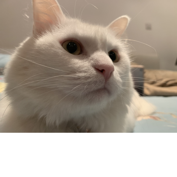 NineDash's Gun Testing