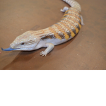 Roblox Reptile Community