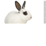 Superior Rabbits