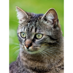 Cats meow hisss