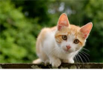 Epik Kitteh Lovers