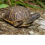 Turtles!!!