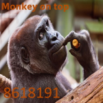 AFRICA MONKEYS SHOOTERS