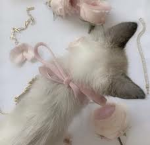 Sᴀᴍs Mᴏᴏ Mᴏᴏs