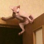 zwombies