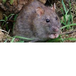 RATZSS