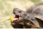 Reptile rally