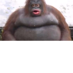 Gorilla ink.