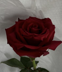 RVDC~rose velvet dance co.