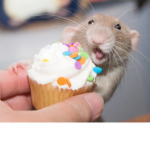 Muffinrat