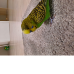 Gugwe