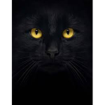 CoolBlackCats