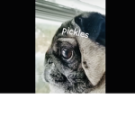 Pickles the pug worshipers