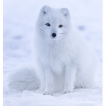 Arctic Foxies!