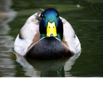 Mallard Ducks