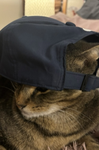 Drippy p cat