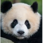 Panda Twins Forever