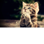 ali kittygamer