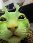 cat.appreciation.club<3
