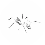 Ant 5 if it was white