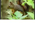 SquirrelzForLife
