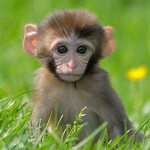 The Monke Resistance