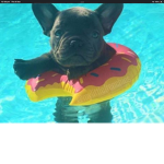 Cute French bulldog