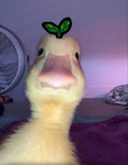 Duck eater