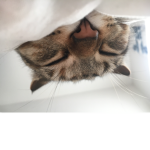 AnimalGroup