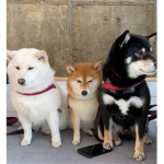 댕댕족장
