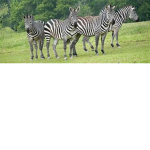 The Best Zebra Fan Club
