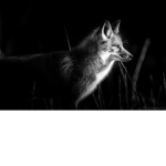 Foxes at Midnight