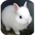 CYBER SPACE BUNNIES!