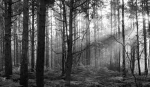 Divine Spirits... Group Thumbnail