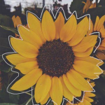 Sunflower Culture