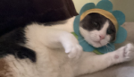 *The cats group* Staff group