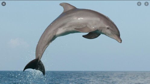 Dolphin squad HQ